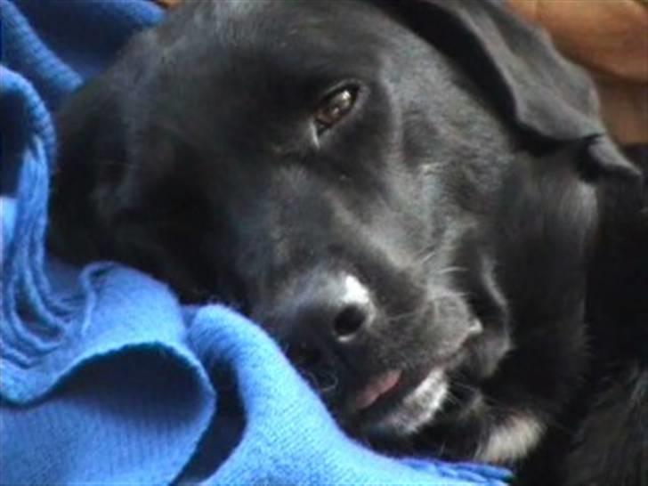 Blanding af racer Jessie - Med tungen ud af munden... billede 2