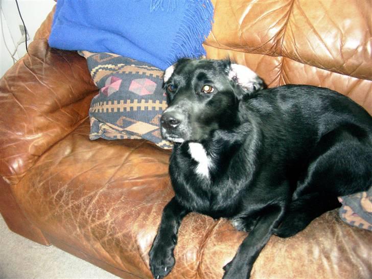 Blanding af racer Jessie - Hvad skete der lige med de øre? billede 3