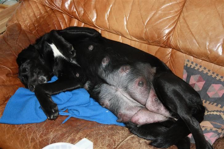 Blanding af racer Jessie - Stor og tyk med hvalpe billede 4