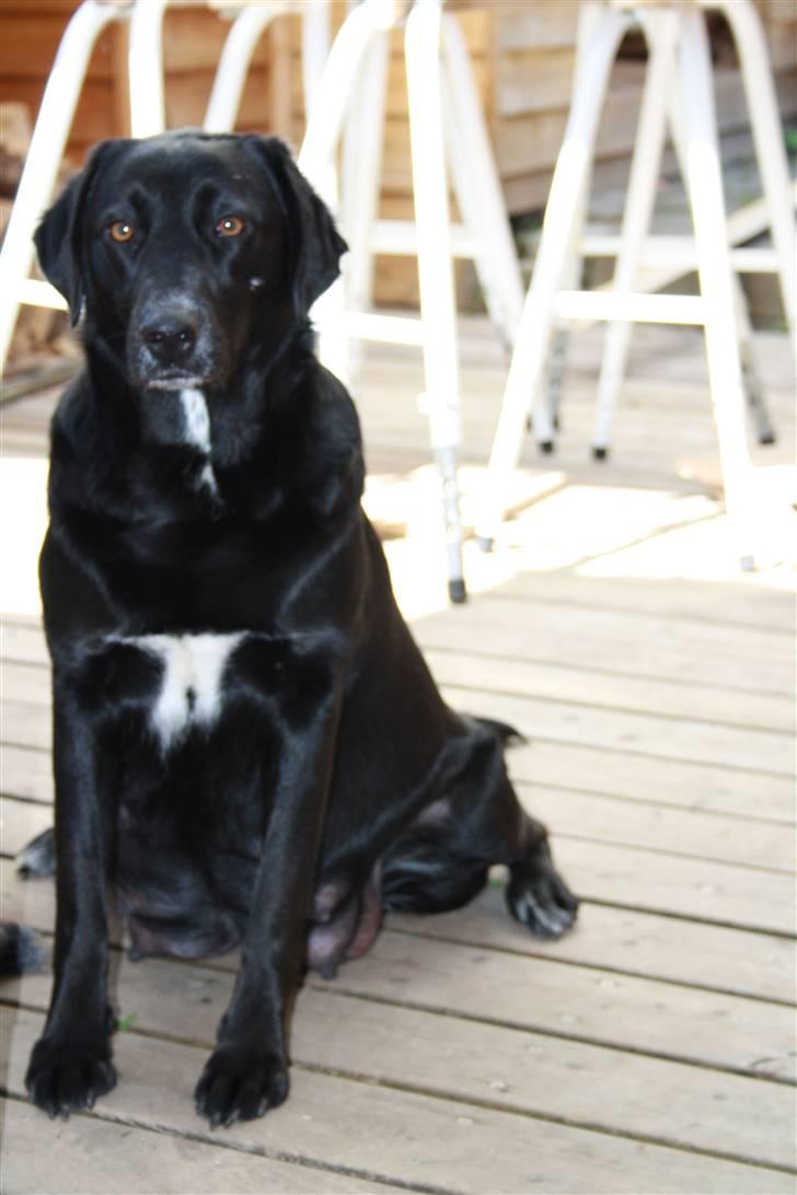 Blanding af racer Jessie - Flot og tyk med hvalpe billede 5