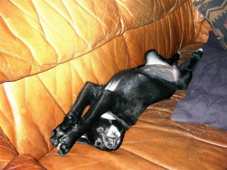 Blanding af racer Jessie - Som hvalp var hun så dejlig billede 6