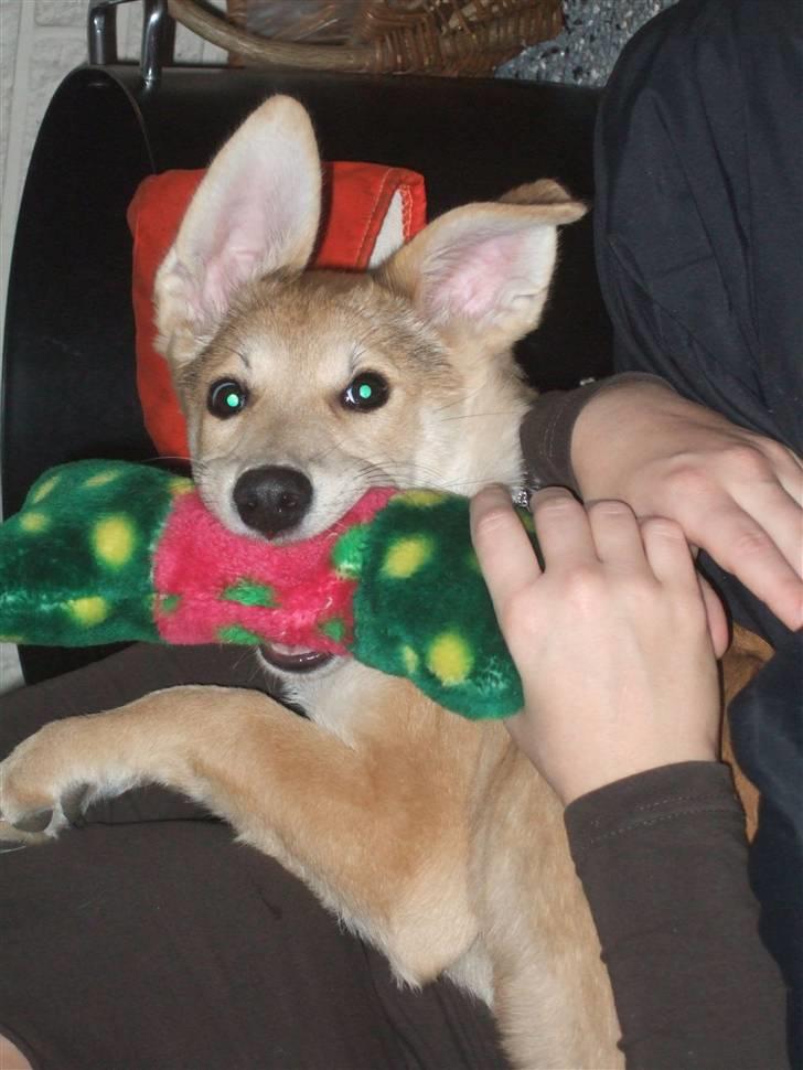 Blanding af racer Quark<3min - Ser han ikke tosset ud?! billede 8