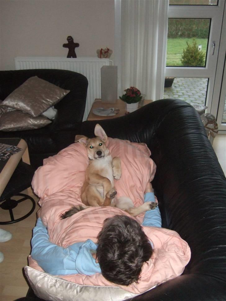 Blanding af racer Quark<3min - Mor ligger i sofaen med vores "farlige vagthund..."  NOOOTTTTT! der er ikke noget farligt ved ham. billede 9