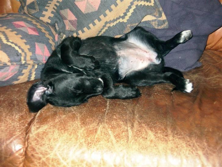 Blanding af racer Jessie - Endnu et billede som hvalp billede 7