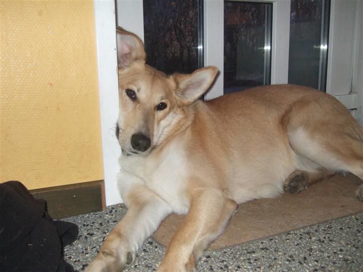 Blanding af racer Quark<3min - Det er det her jeg mener... Han ligger bare foran døren og snork sover... Men han er da nuttet, ikk? billede 10