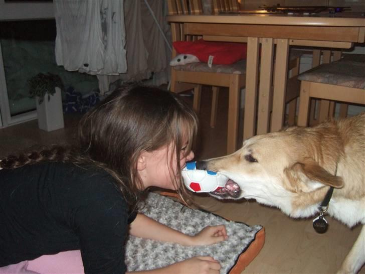 Blanding af racer Quark<3min - Så er der legetime i hytten.!!!! billede 11