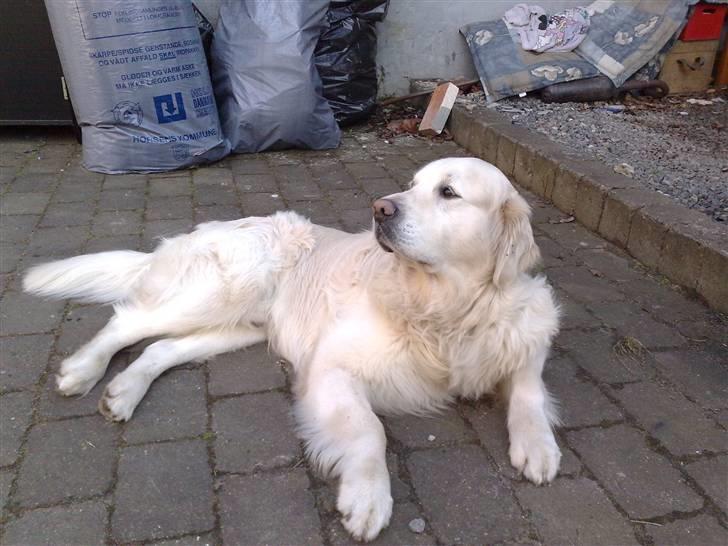 Golden retriever niki billede 17