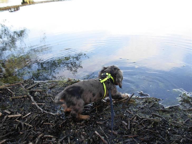 Dværggravhund Tammie (Merle) billede 20