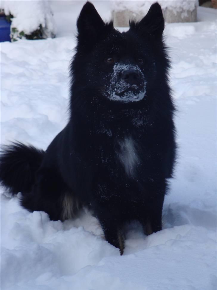 Islandsk fårehund Aslan - er jeg ikke bare en "løve" billede 1