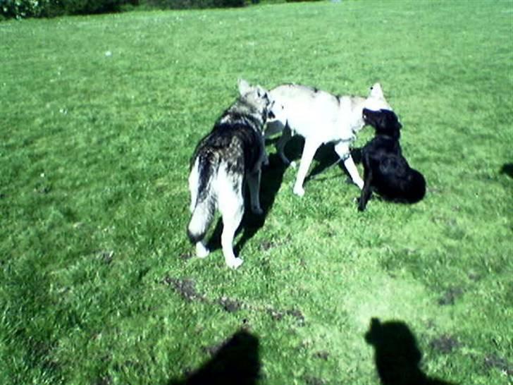 Blanding af racer Jessie - Jessie som hvalp leger med ulve.. billede 8