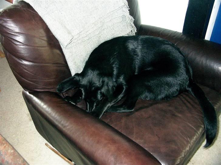 Blanding af racer Jessie - Der gemmer sig en godbid dernede... billede 9