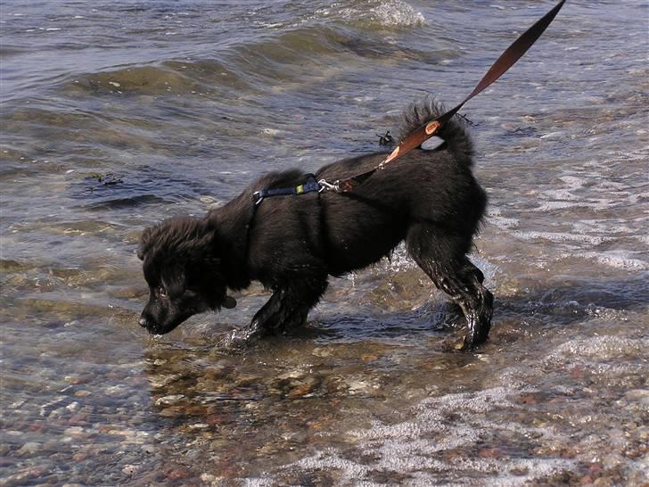 Islandsk fårehund Aslan - min første strandtur hos min nye familie billede 2