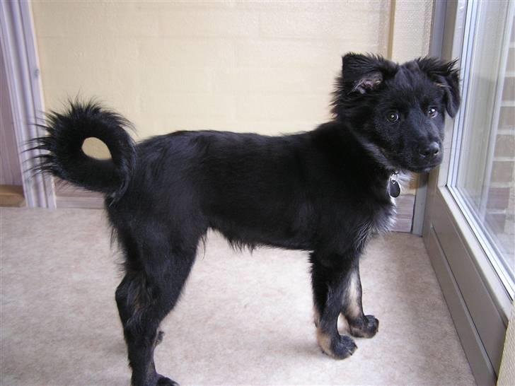 Islandsk fårehund Aslan - teenager og hvad så billede 3