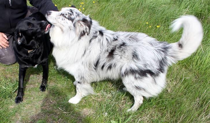 Blanding af racer Jessie - Jessie med kærsten Trinity billede 10