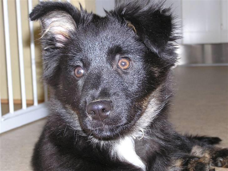 Islandsk fårehund Aslan - nu mangler jeg bare at mit andet øre også rejser sig billede 4