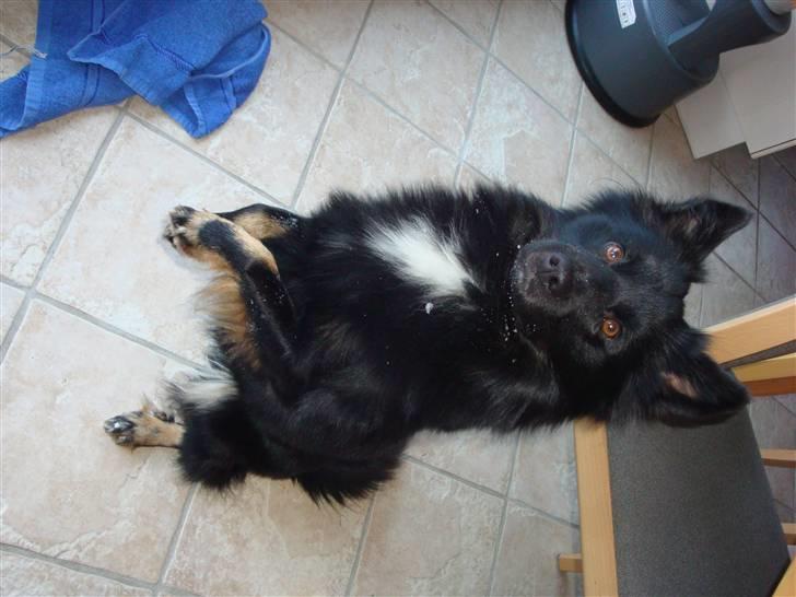 Islandsk fårehund Aslan - se hvor dygtig jeg er til at sidde på numse billede 5