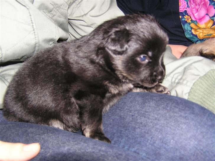 Islandsk fårehund Aslan - så lille og så sød og dejlig billede 6