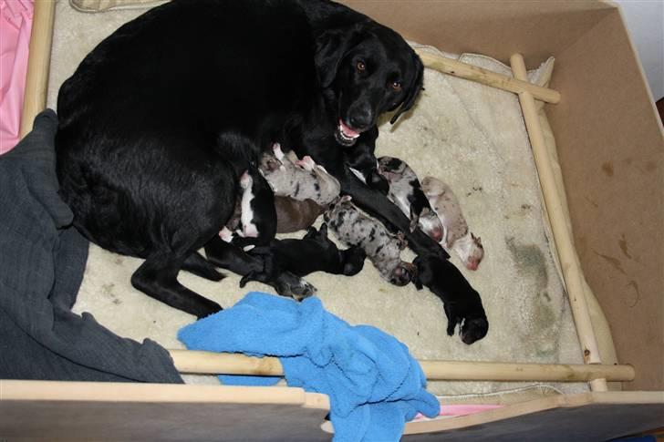 Blanding af racer Jessie - Jessie med de fleste hvalpe billede 11