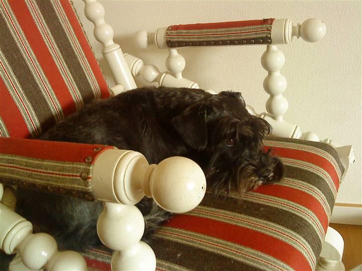 Dvaergschnauzer Silas - Hunden har overtaget kattens stol  billede 20