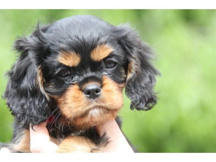 Cavalier king charles spaniel Cava Coton's Sadie billede 1