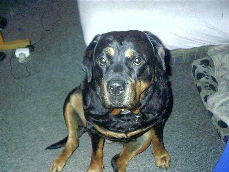 Blanding af racer †Himmelhund† - Trunte billede 1