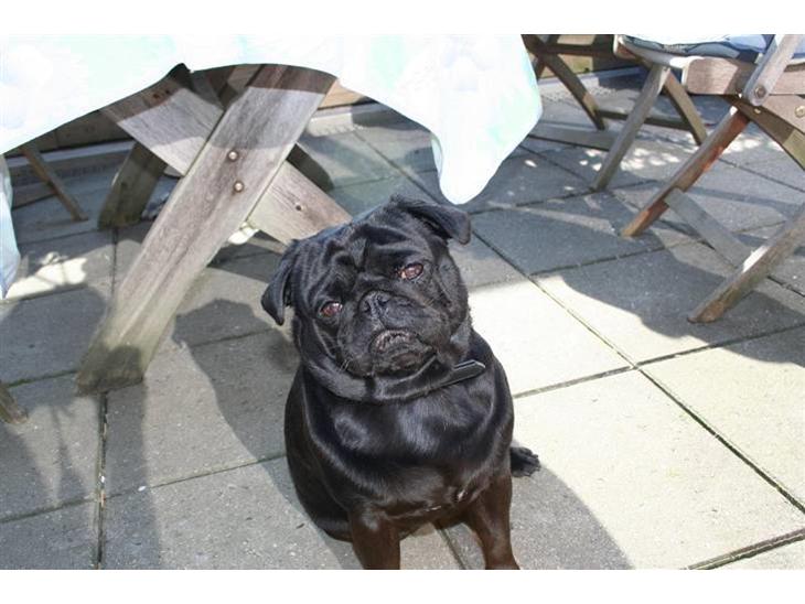 Mops Verner billede 1