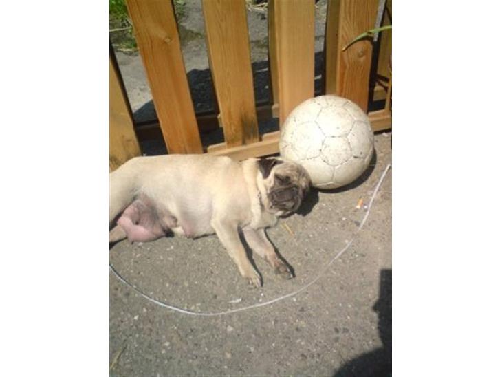 {{currentPhoto.altText}} billede {{currentPhoto.number}}