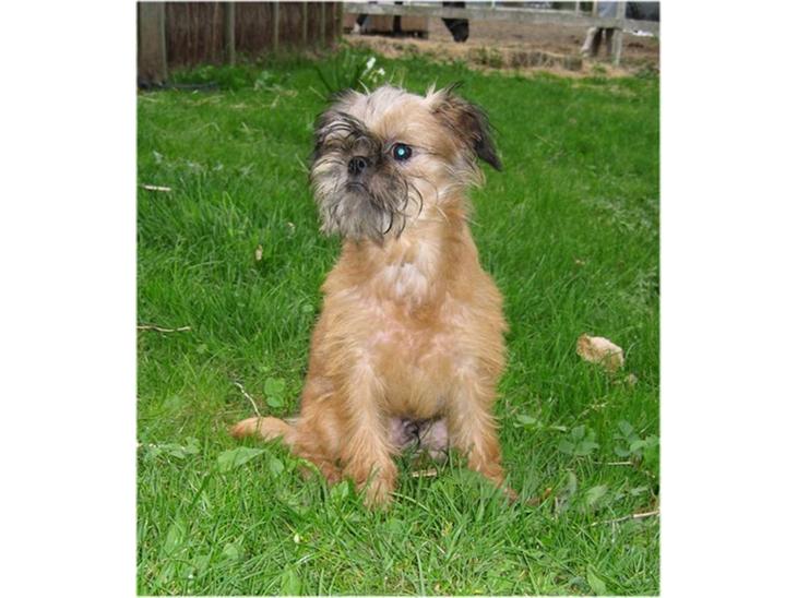 {{currentPhoto.altText}} billede {{currentPhoto.number}}