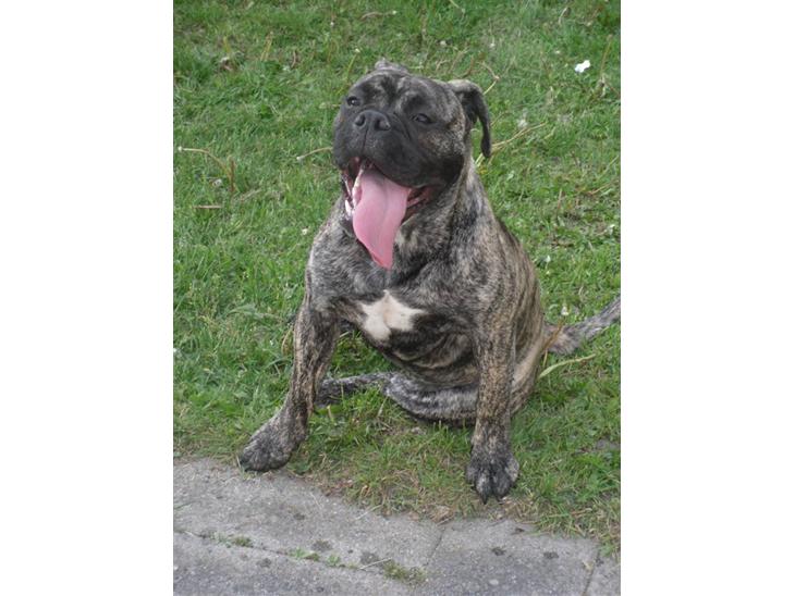 {{currentPhoto.altText}} billede {{currentPhoto.number}}