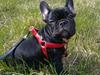 Fransk bulldog Bella