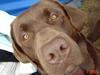 Labrador retriever Neo