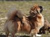 Pekingeser Pinky