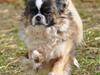 Tibetansk spaniel Sussi [Tidl. hund]