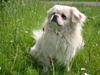 Tibetansk spaniel Zenta Le Roy [Tidl. hund]