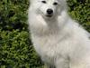 Japansk spids Balto
