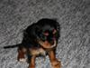 Cavalier king charles spaniel Pultz's Sille 