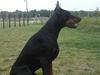 Dobermann Kerry Betelges / Tyrone