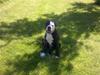 Olde english bulldogge carlo R.I.P 
