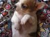 Chihuahua Sui
