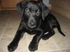 Labrador retriever Sally