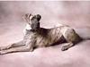Grand danois Marley (SOLGT) [ Himmelhund]