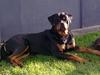 Rottweiler Dingo SOLGT