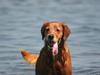 Golden retriever Fimpe