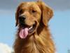 Golden retriever Guinness