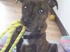 Staffordshire bull terrier Tulle