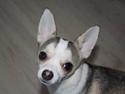 Chihuahua Ravns Cosmo R.I.P