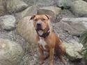 Amerikansk staffordshire terrier Bobby <3