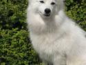 Japansk spids Balto