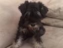 Dvaergschnauzer "Pjok"