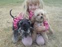 Dvaergschnauzer Ziza